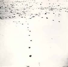 Couverture FOLDS AND RHIZOMES FOR GILLES DELEUZE