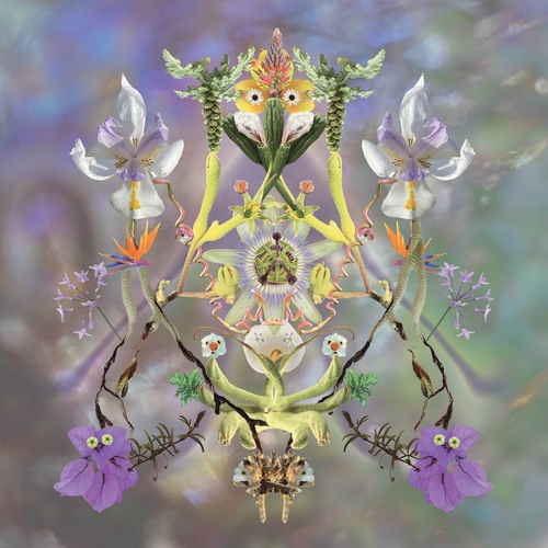 Couverture SUMER IS ACUMEN de MAIBAUM