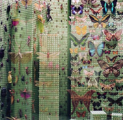 Couverture FLAMINGO de FLAMINGO