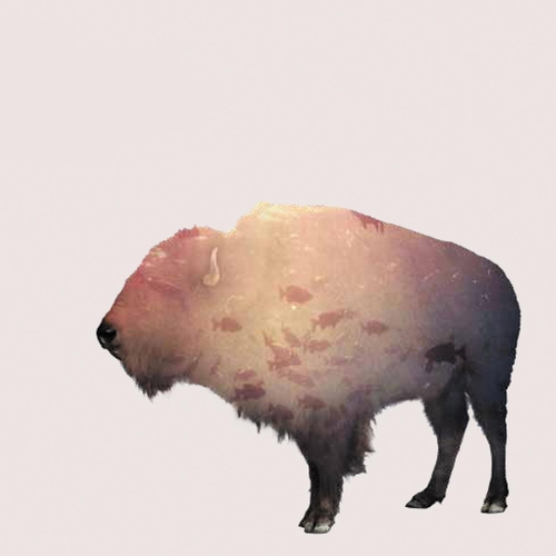 Couverture BUFFALO de THE PHOENIX FOUNDATION