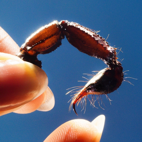 Couverture COWARDS de SQUID