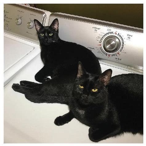 Couverture SONS OF de Sam PREKOP AND JOHN MCENTIRE