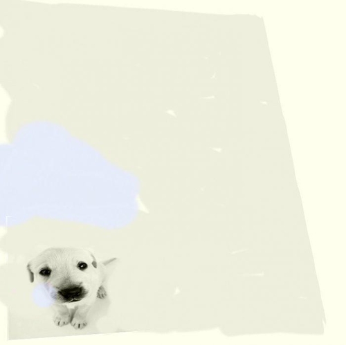 Couverture LE MEILLEUR AMI DE L'HOMME de Savina SEGRAIS