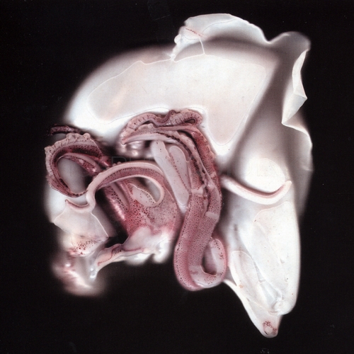 Couverture SQUID INK de ICARUS