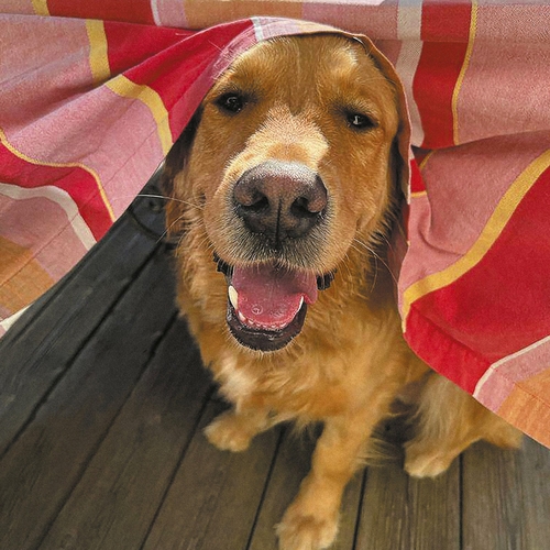 Couverture MOUCHE de IT IT ANITA