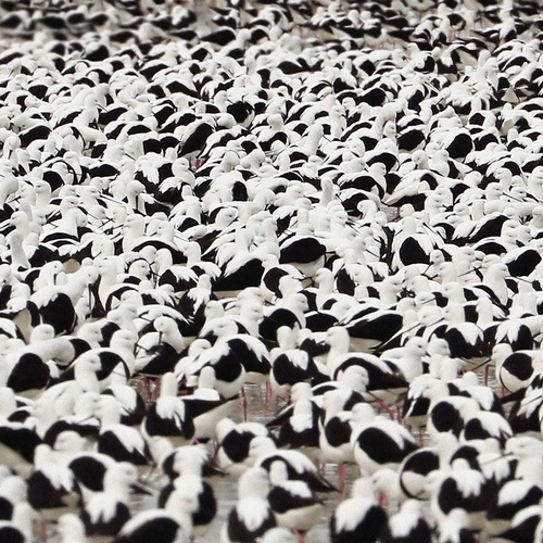 Couverture FLOOD de Stella DONNELLY