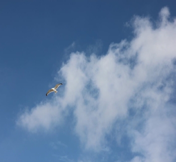 Couverture DIVERTISSEMENTS TOURISTIQUES - LA CHUTE DU PÈRE de Savina SEGRAIS