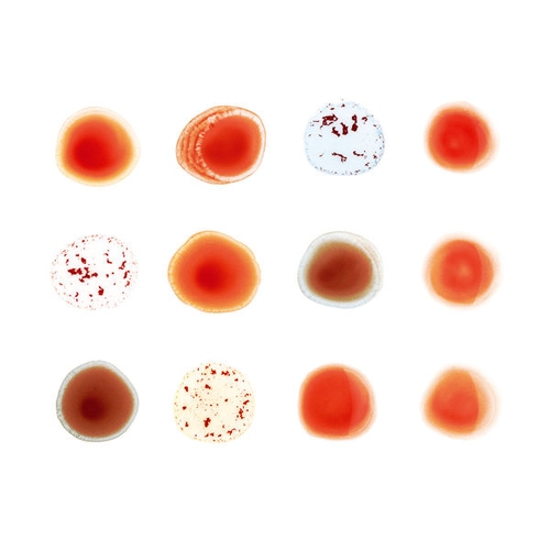 Couverture SCRATCH MY BACK / AND I'LL SCRATCH YOURS de Peter GABRIEL