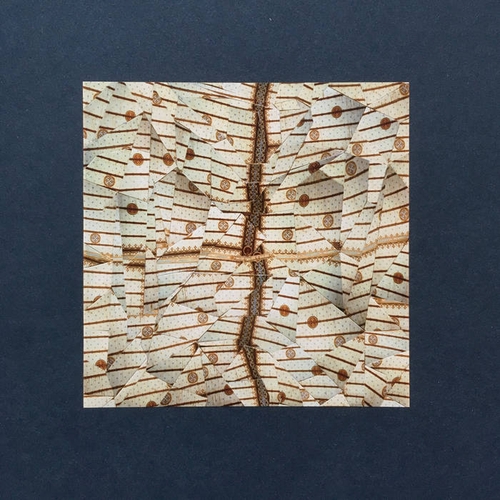 Couverture PAUME DE PIERRE de SAGE ALYTE