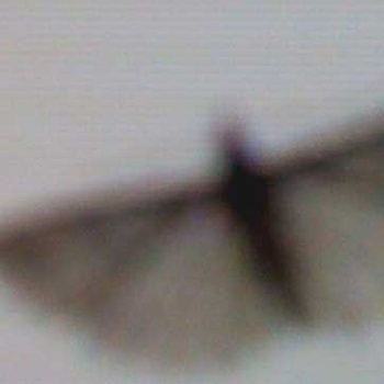 Couverture FALTER 1-5 de Ernst KAREL & ANNETTE KREBS