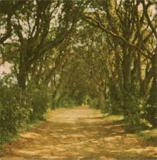 Couverture LYING / A WOODEN BOX (25CM + DVD) de FACTORY FLOOR