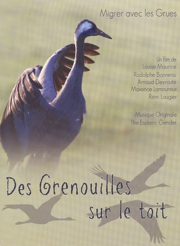 Couverture DES GRENOUILLES SUR LE TOIT