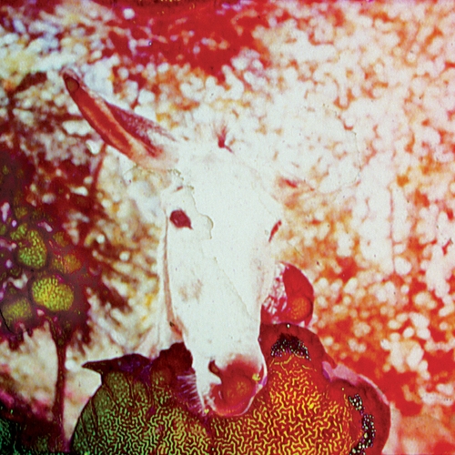 Couverture IF HE DIES, IF IF IF IF IF IF de JERUSALEM IN MY HEART