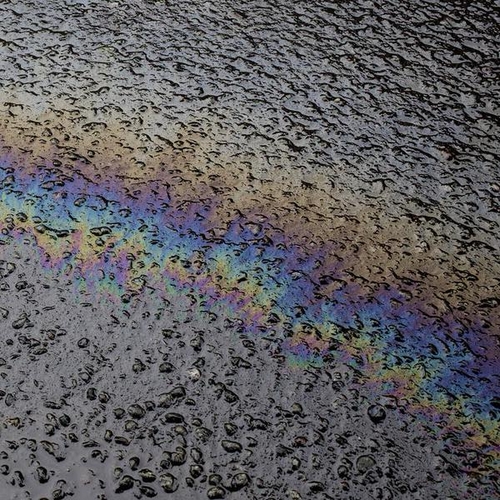 Couverture IN SITU de Laurel HALO