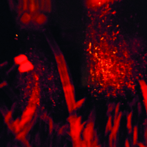 C.A.R., Méristèmes, mai 2019, -h-.jpg