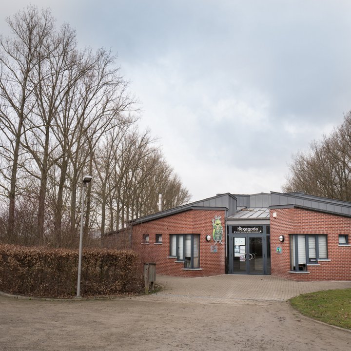 Hexapoda / Insectarium Jean Leclercq - boites entomologiques 5 - Céline Bataille