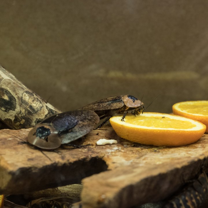 Hexapoda / Insectarium Jean Leclercq - boites entomologiques 7 - Céline Bataille