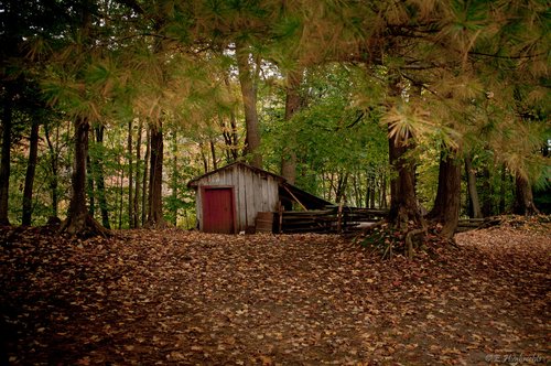 Une cabane au fond du bois photographiée par Emmanuel Huybrechts
