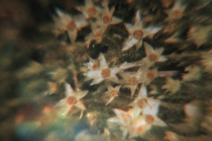 Olivier Dekegel : "Rond est le monde" - image 2