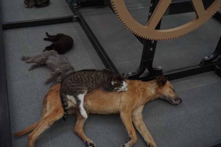 Otchi Tchiornie 11 - (c) Adel Abdessemed - MACs 2018