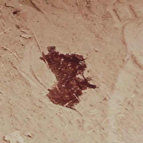 Chasse au lion à l'arc - Jean Rouch 1