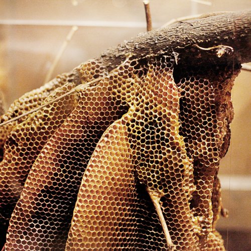 Le Musée de l'abeille