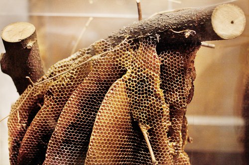 Le Musée de l'abeille