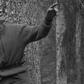 le ceuilleur d'arbre