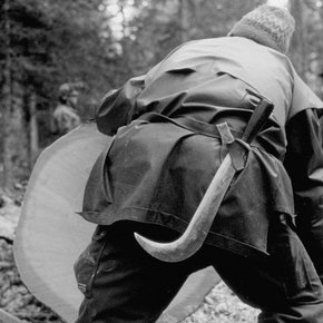 le ceuilleur d'arbre