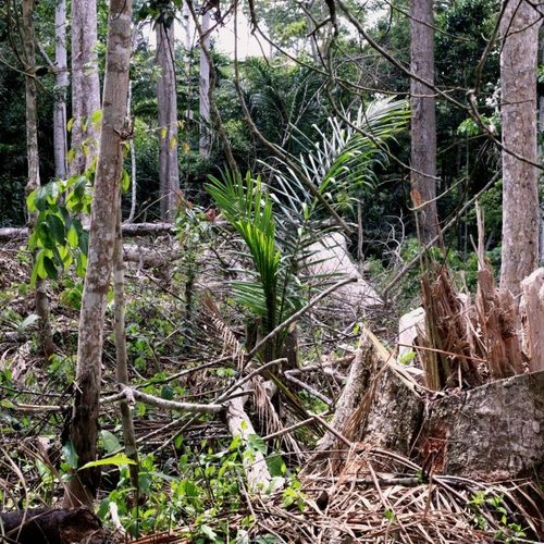 Exposition: Des forêts et des Hommes