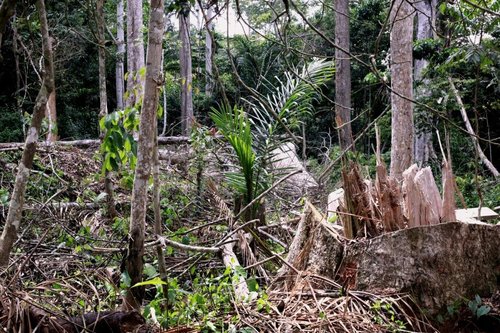 Exposition: Des forêts et des Hommes