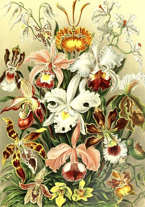 Fleurs, entre nature et culture