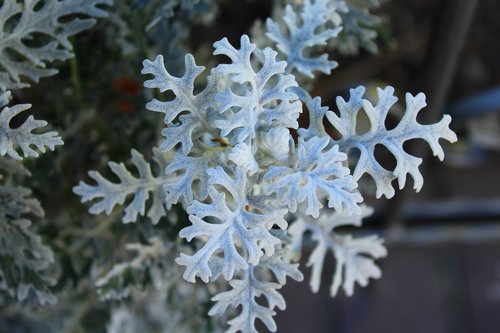 Flower snow