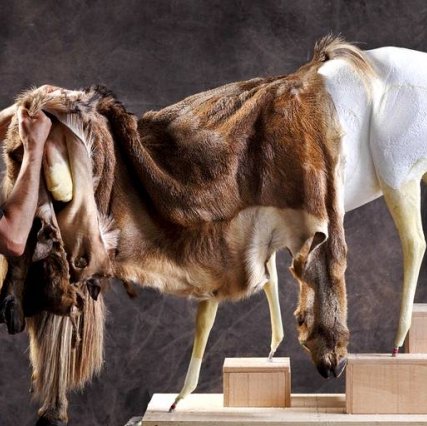 Interview du taxidermiste Jack Thiney