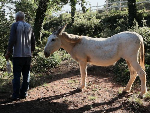 Les midis d’images mentales